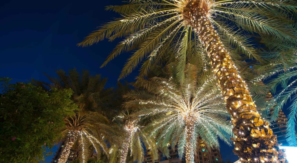Tree lighting Services-Hardscape Contractors of Port St. Lucie