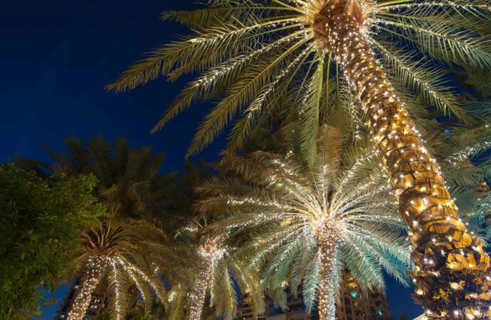 Tree lighting Services-Hardscape Contractors of Port St. Lucie
